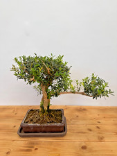 Bonsai Zimmerbonsai Buxus Harlandii / chinesischer Buchsbaum Nr 4892 immergrün
