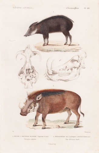 Warzenschwein warthog pekari - warzenschwein,