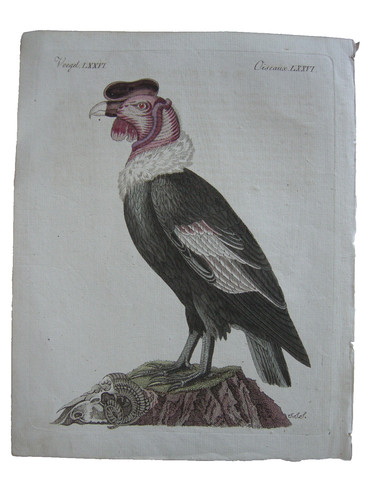 Der condor vultur gryphus - der,