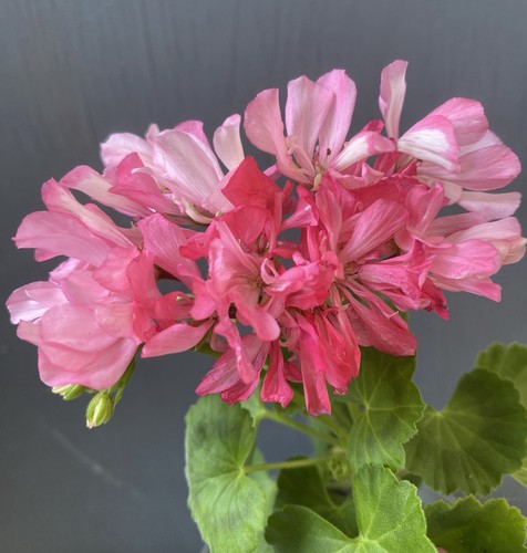 Pelargonium pelargonie - pelargonium,