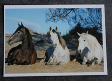 Postkarte Iberer Mix,Andalusier,Pferd,Pferde,Pferdepostkarte,AK,Ansichtskarte