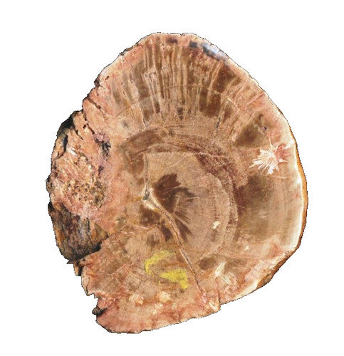 Versteinertes holz von - holz,