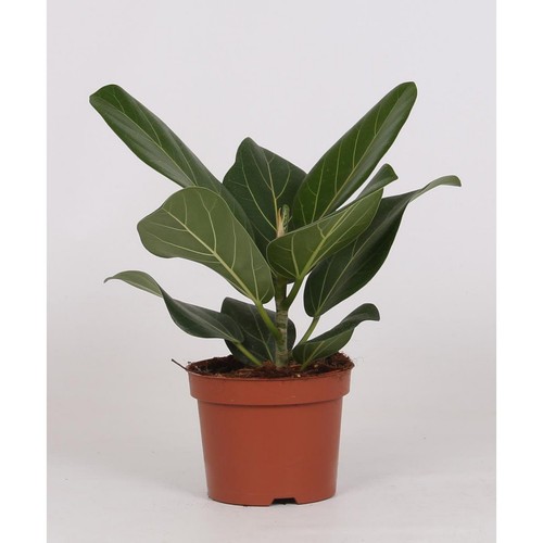 Ficus bengalensis ø12 - Ø12, cm