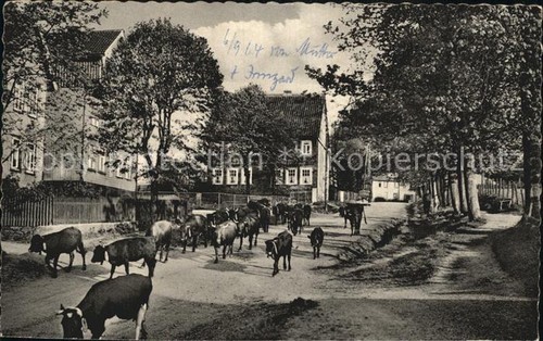 Buntenbock oberharz goslar - oberharz,