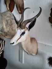 (Art.:P-63)  Tierpräparat Afrika "Springbock"