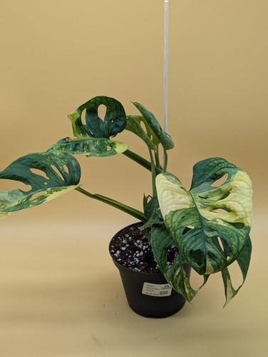 Monstera adansonii aurea - adansonii,