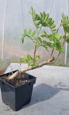 Bonsai, Eberesche, Sorbus sp