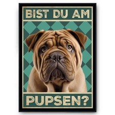 Shar Pei - Bist du am Pupsen