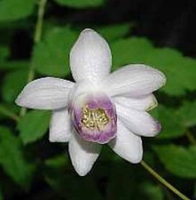 Scheinanemone anemonopsis - scheinanemone,