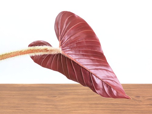 Philodendron squamicaule pink - philodendron,