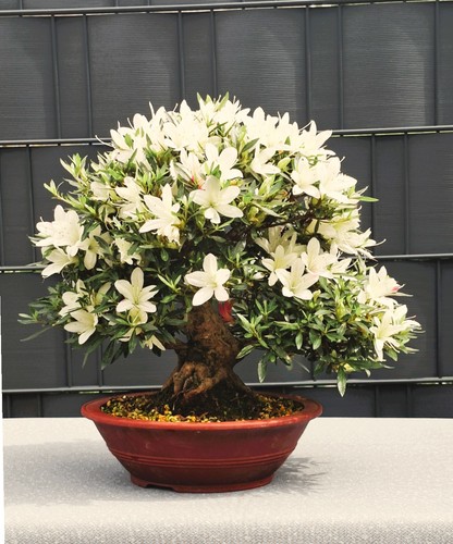 Bonsai japanische satsuki - bonsai,