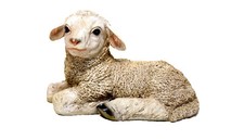 Muwse Lamm liegend Schaf