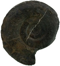 Lias  Psiloceras planorbis