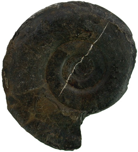 Lias psiloceras planorbis - lias,
