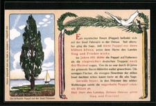 Ansichtskarte Fehmarn, Die blühende Pappel 1916 