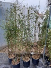 Fargesia jiuzhaigou roter - fargesia,