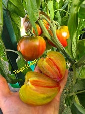 Taiga Herztomate (CAN) Тайга