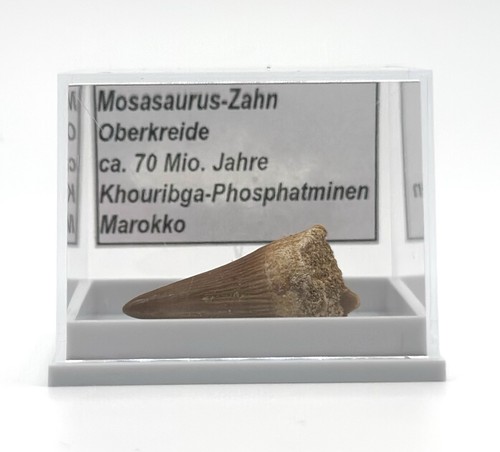 Schöner mosasaurus zahn - ★,