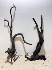 Schwarze Moorwurzel XL