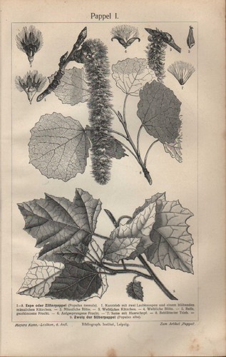 Lithografie 1909 pappel ii - 1909:, i/ii