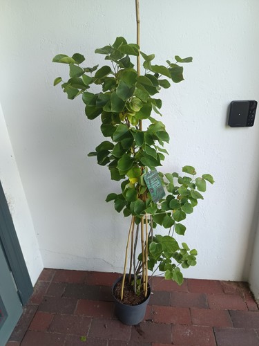 Judasbaum weiss blühend - ,