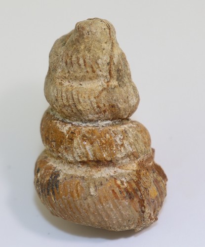 Ammonit eubostrychoceras - ammonit,,