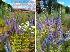 Rispiger Ehrenpreis, Veronica spuria, Bastard speedwell, 150 seeds, samen