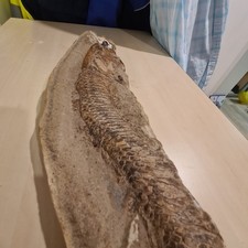 Große Fischversteinerung 45