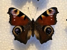 Tagpfauenauge Aglais IO Echter Schmetterling Entomologie Deko