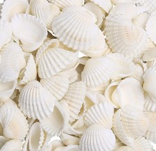 Muscheln 1000g 2-3cm Basteln