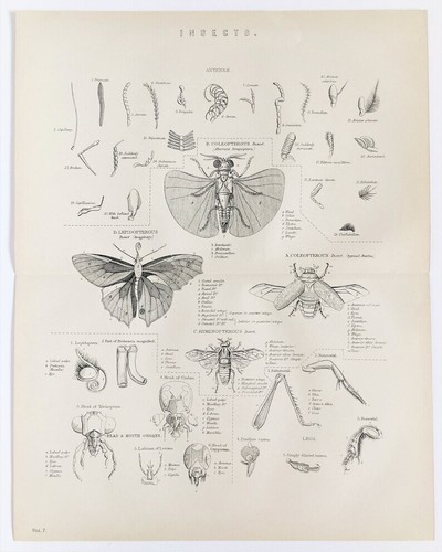Insekten käfer - insekten,,