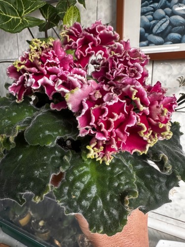 African violet lübov - african, violet(av-lübov