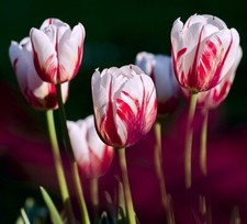 flammende Tulpen schnellwüchsige Pflanzen im für den Garten Set Sortiment