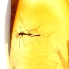 Echter Baltischer Bernstein