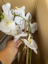 Weiße Orchidee von QVC