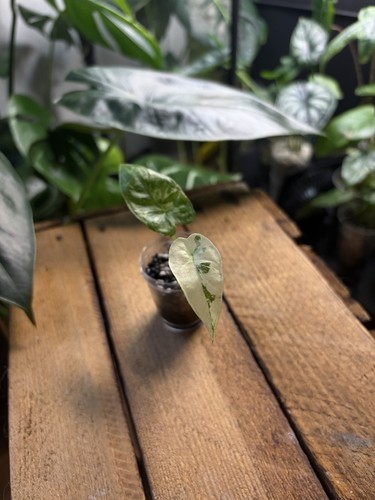 Alocasia macrorrhiza albo - alocasia,