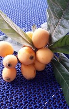 490 Samen Wollmispel