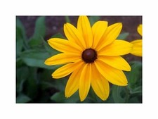 70x Sonnenhut Indian Summer Garten Pflanzen - Samen F-S494