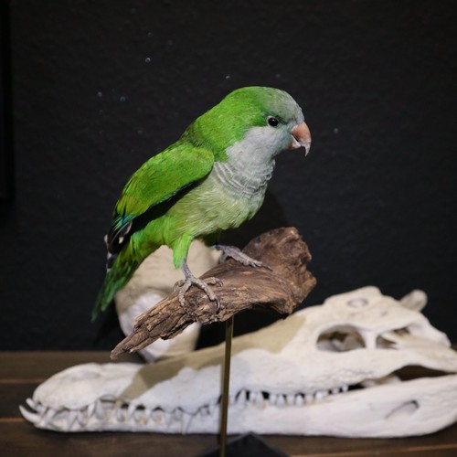 Monk parakeet taxidermy - parakeet,