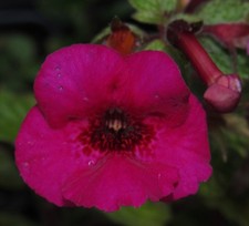 Achimenes 'Weinrot Elfe' - 3