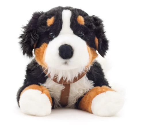 Berner sennenhund liegend - berner,