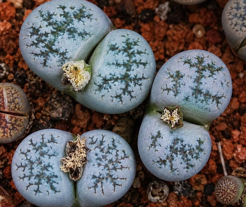 873mg lithops amethystina - lithops,