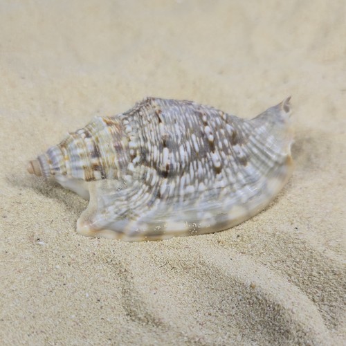 Ohr flügelschnecke strombus - ohr-flügelschnecke,
