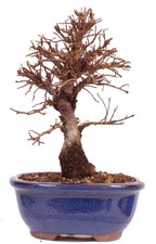 Bonsai - Ulmus parvifolia