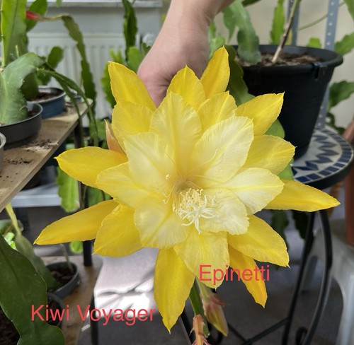 Epiphyllum blattkaktus - epiphyllum,