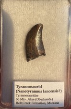 Raubsaurier Zahn (Tyrannosaurid) Hell Creek Montana  
