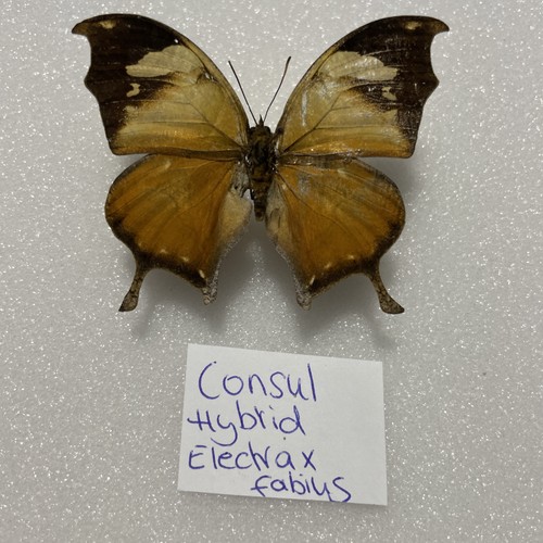 Entomologie consul electra - electra, x