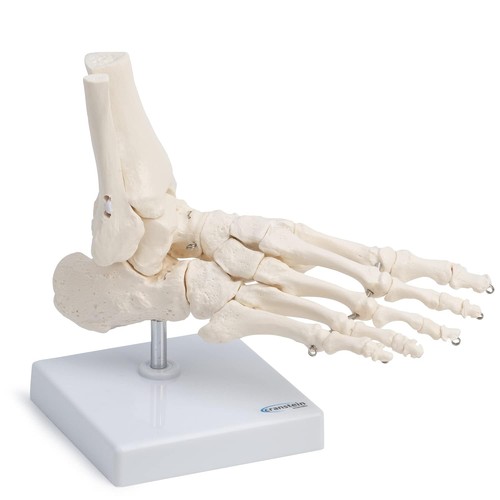 Fußskelett fuß anatomie - fuß,
