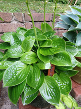 Hosta Funkie " Quilting Bee "