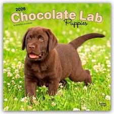 Chocolate Labrador Retriever Puppies - Braune Labrador Retriever Welpen 2026 - 1
